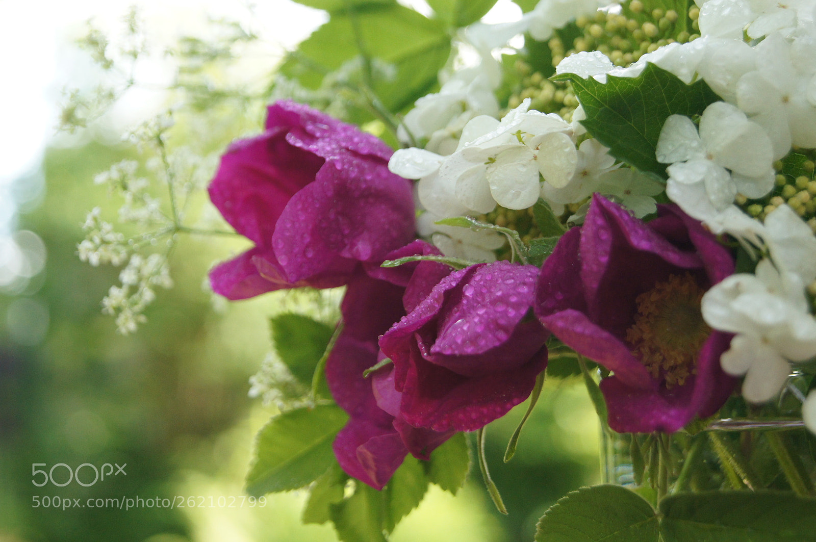 Sony Alpha DSLR-A580 sample photo. Haziran akşamı photography