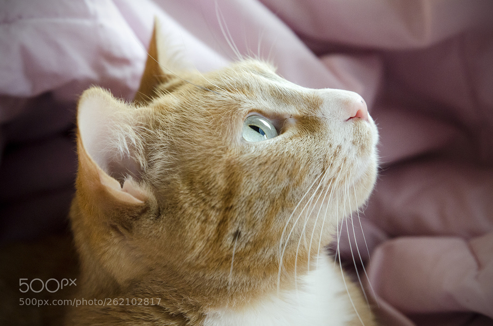 Nikon D7000 sample photo. Marley <3 photography
