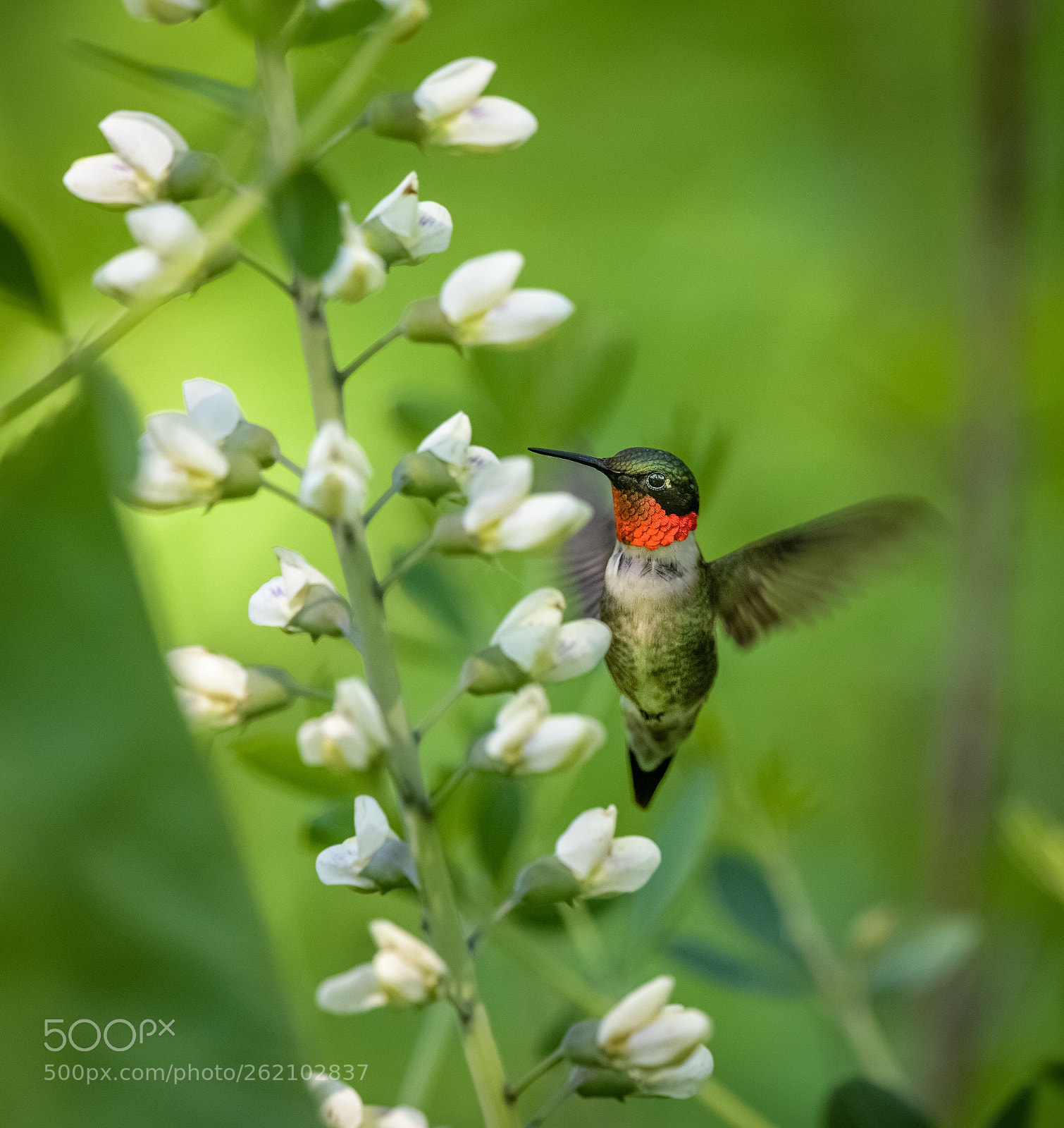 Nikon D850 sample photo. Ruby-throated hummingbird photography