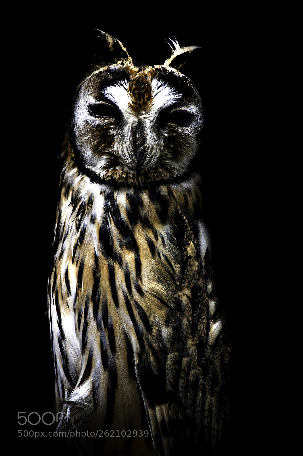 Nikon D750 sample photo. Owl look photography