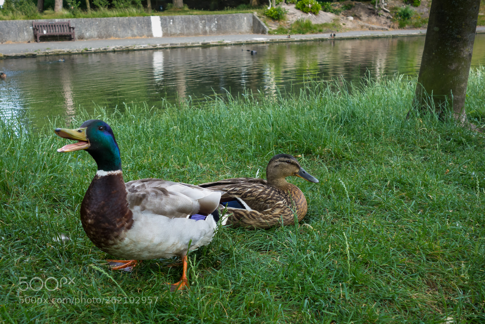 Sony Cyber-shot DSC-RX100 sample photo. Quackers! photography