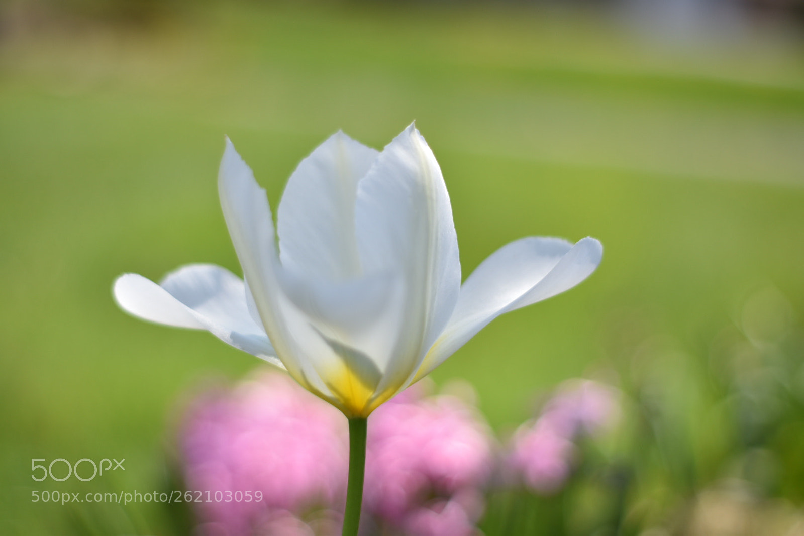 Nikon D5500 sample photo. Untitled photography