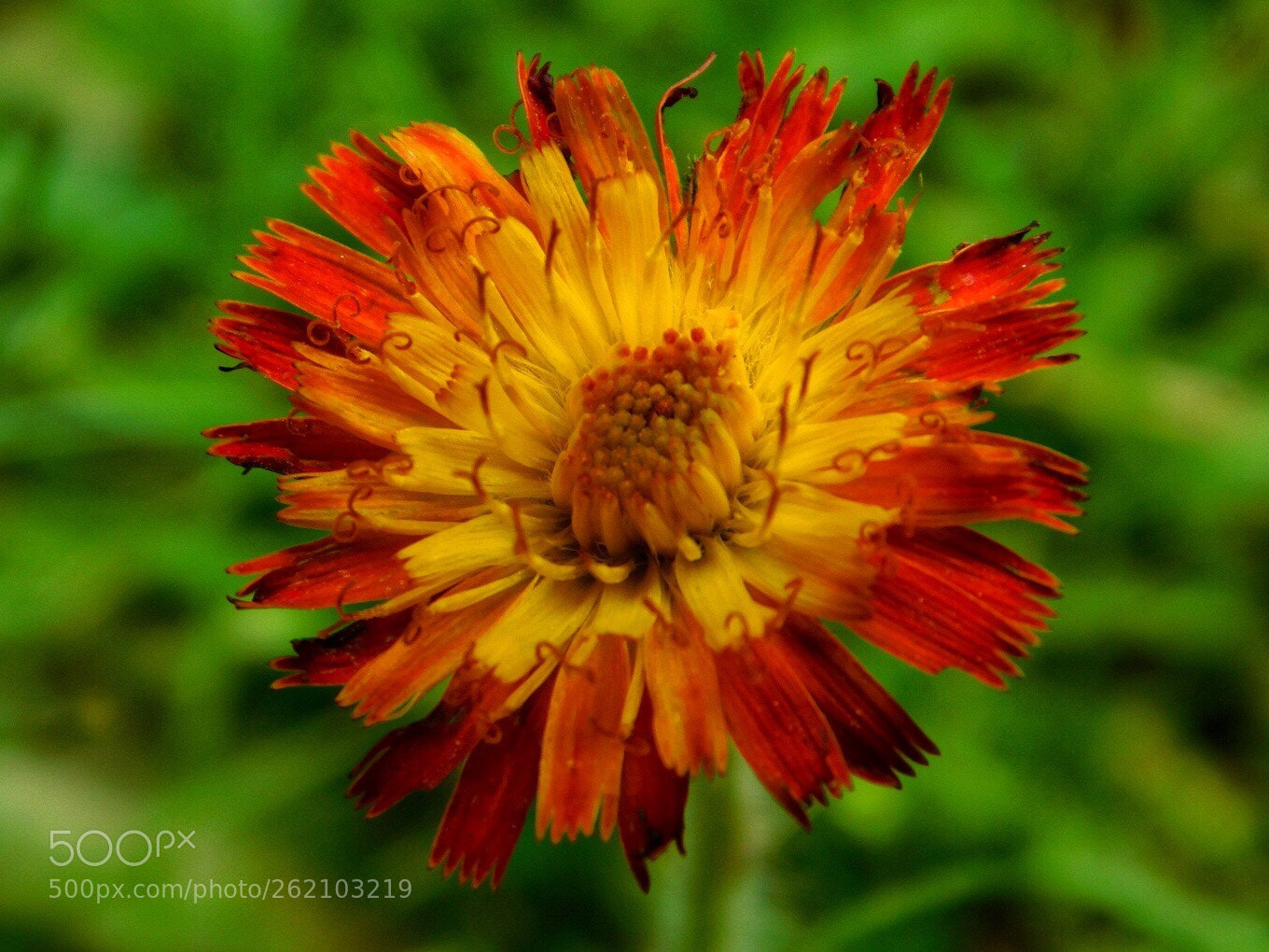 Nikon Coolpix B500 sample photo. Wildflower photography