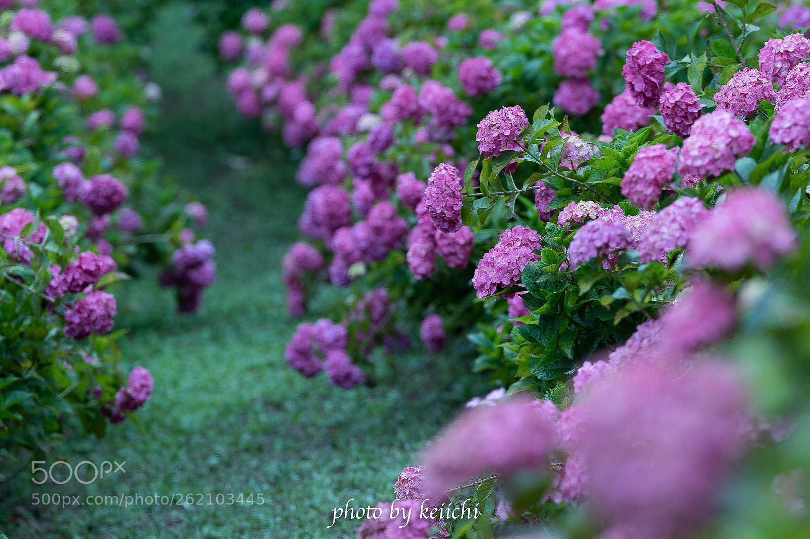 Nikon D810 sample photo. Ajisai road photography