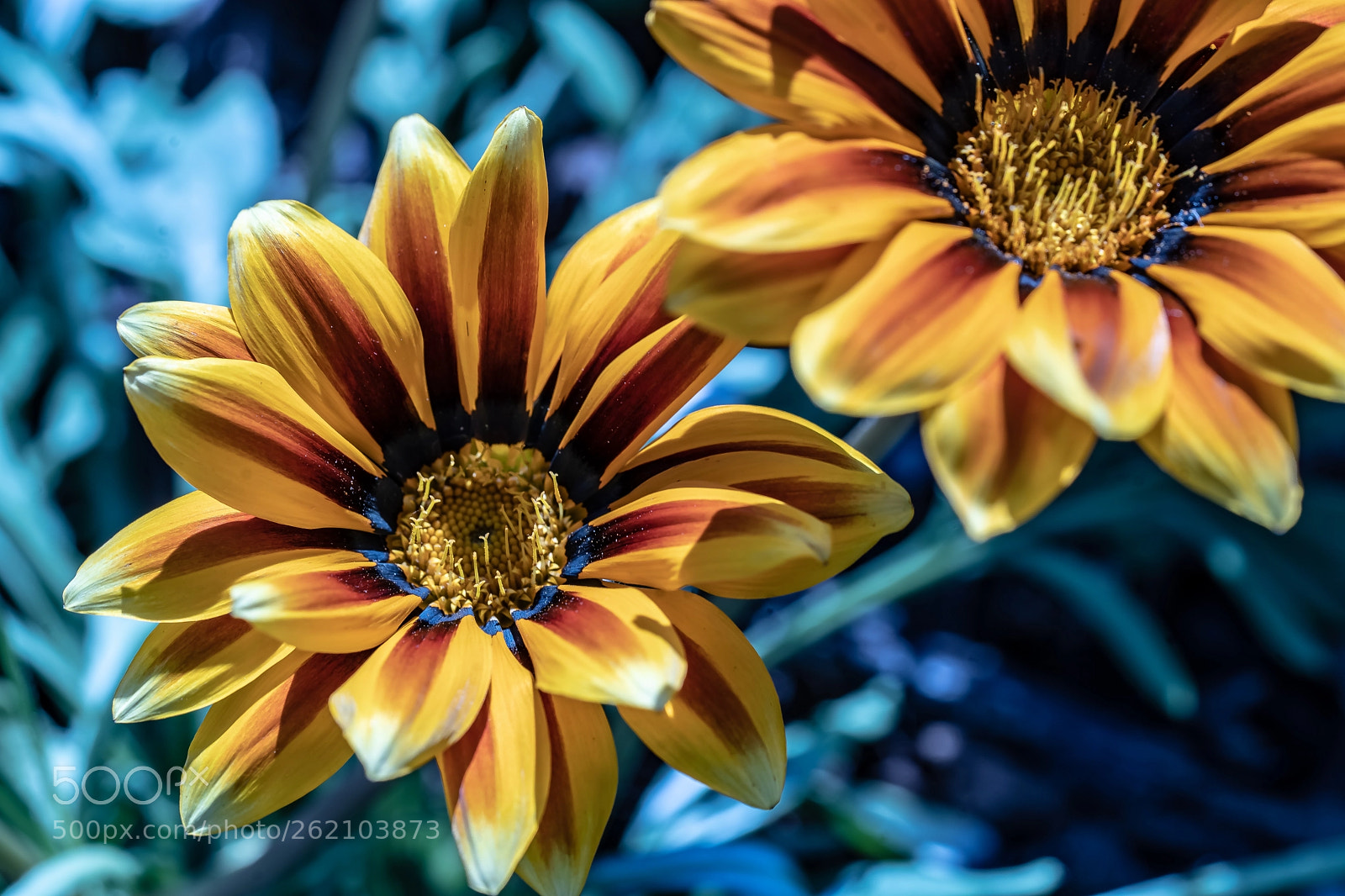 Sony a7 III sample photo. Bloomin' buddies photography