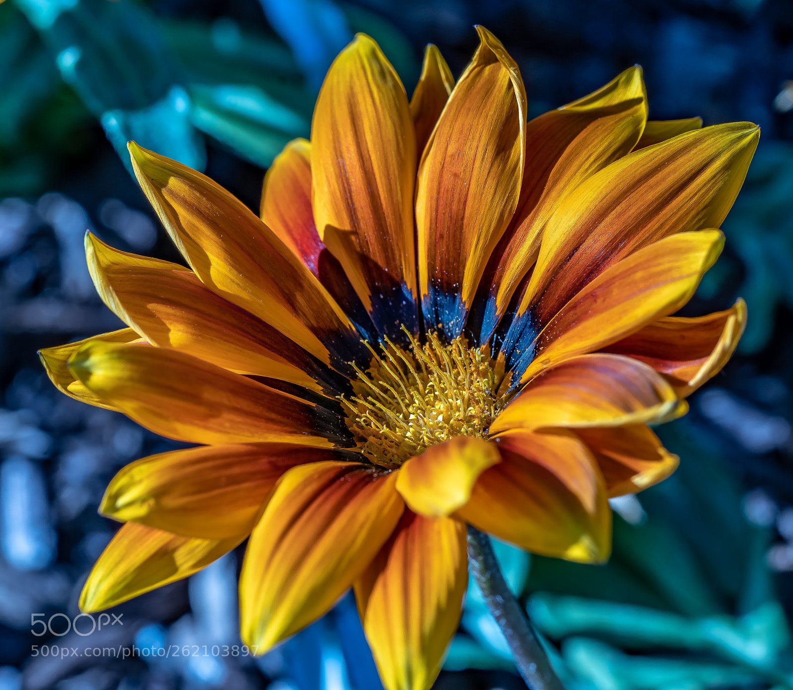 Sony a7 III sample photo. Golden melody photography