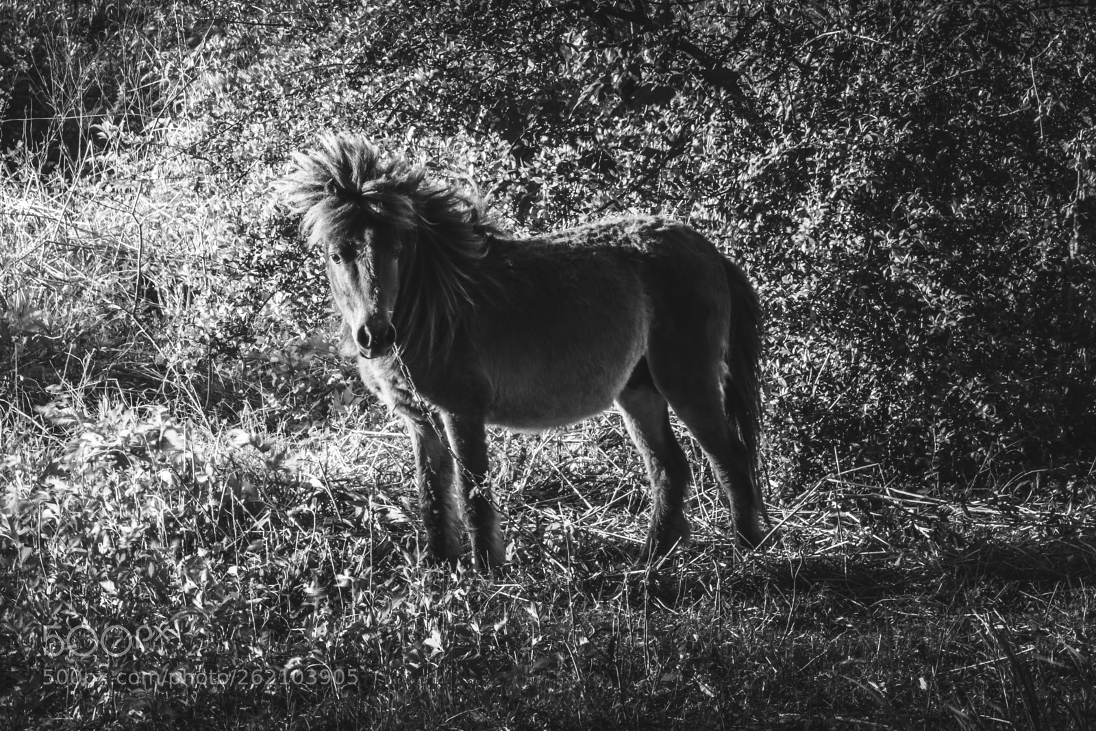 Canon EOS 80D sample photo. Donkey portrait photography