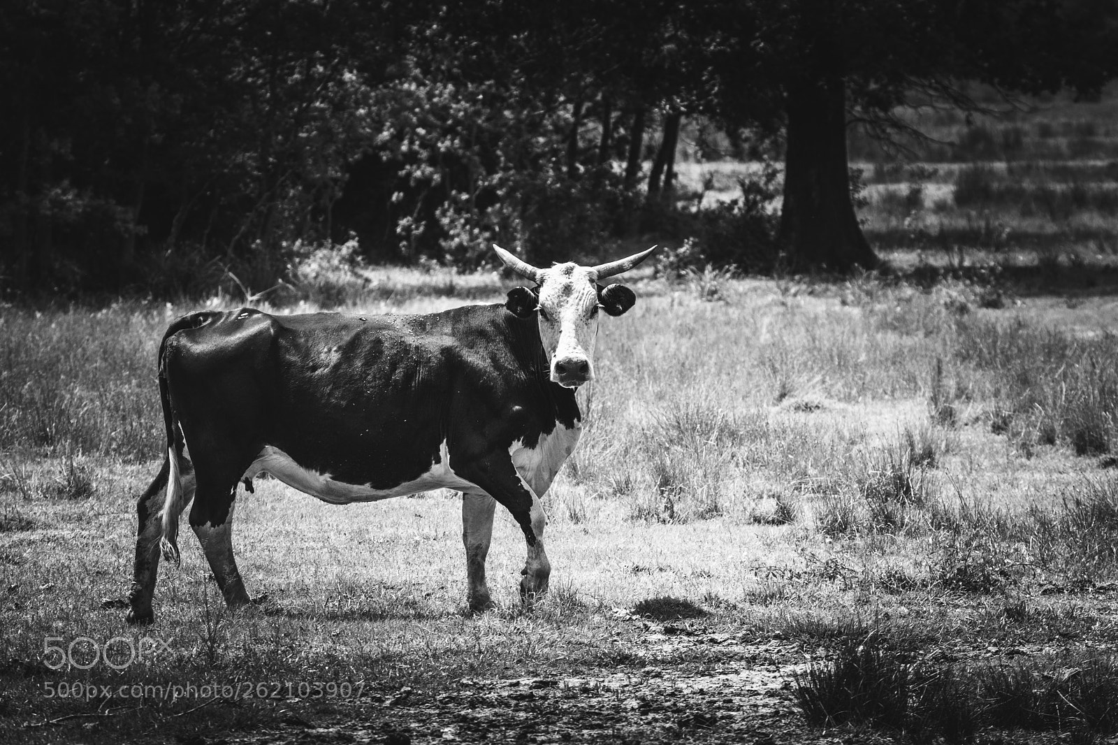 Canon EOS 80D sample photo. Posing cow photography