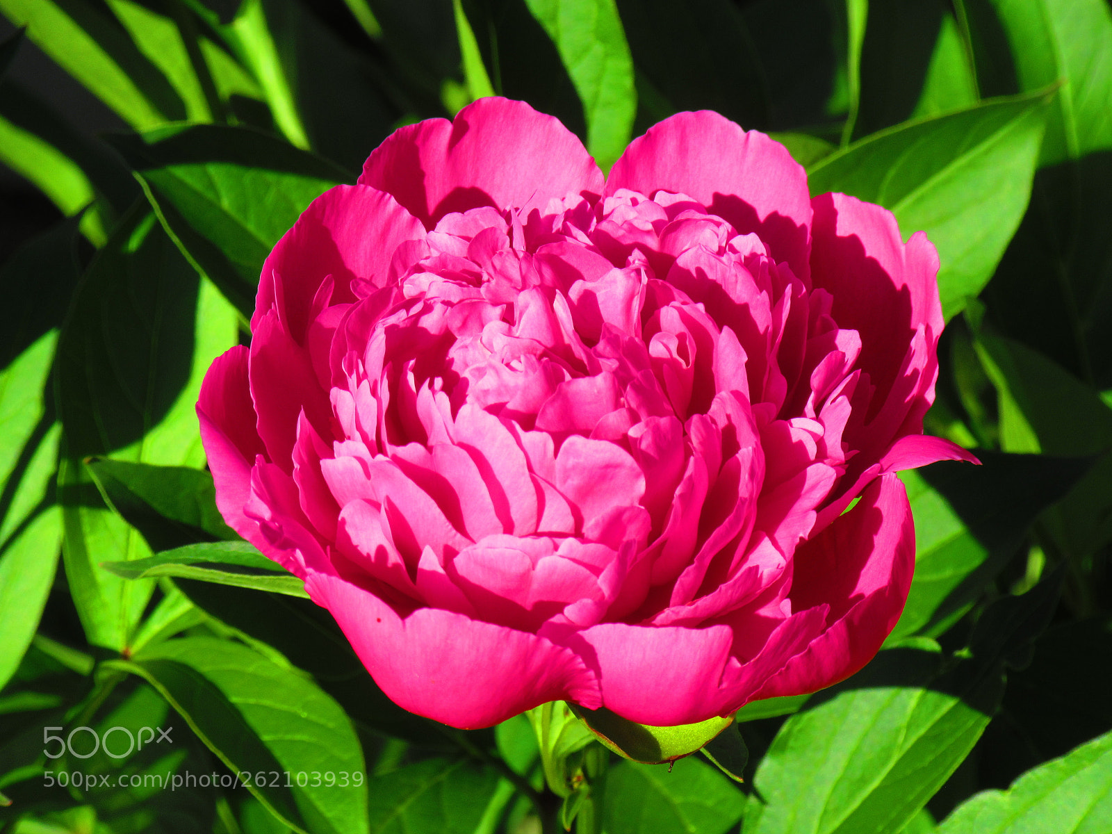 Canon PowerShot SX610 HS sample photo. Peony photography