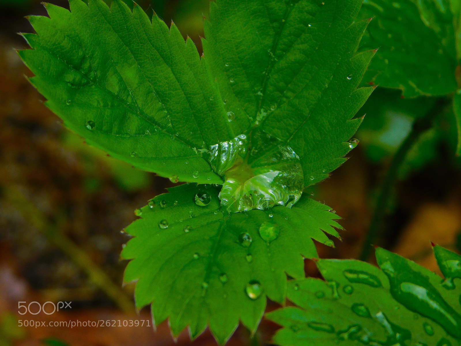 Nikon Coolpix B500 sample photo. Water droplets! photography
