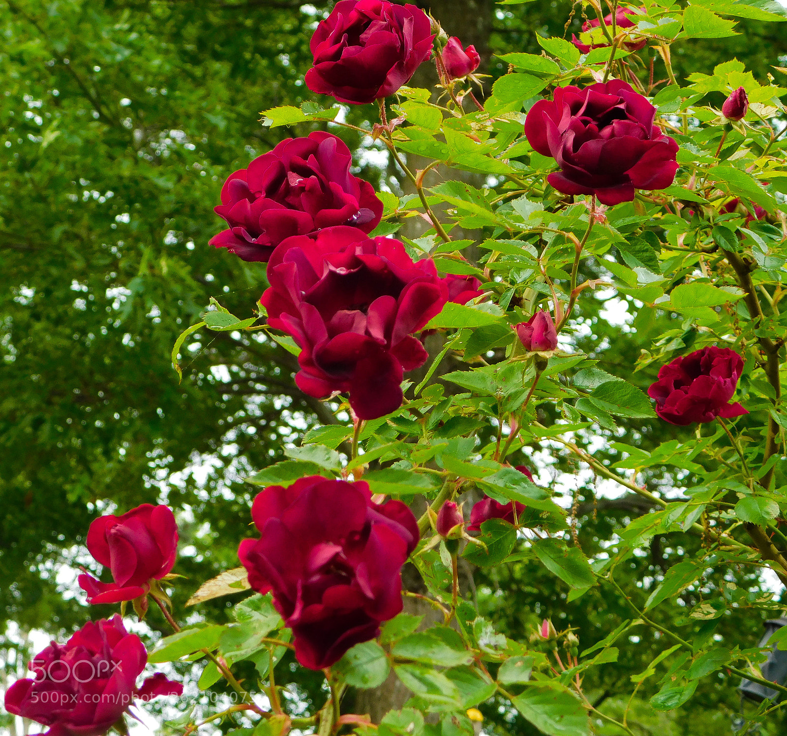 Nikon Coolpix B500 sample photo. Rose bush photography