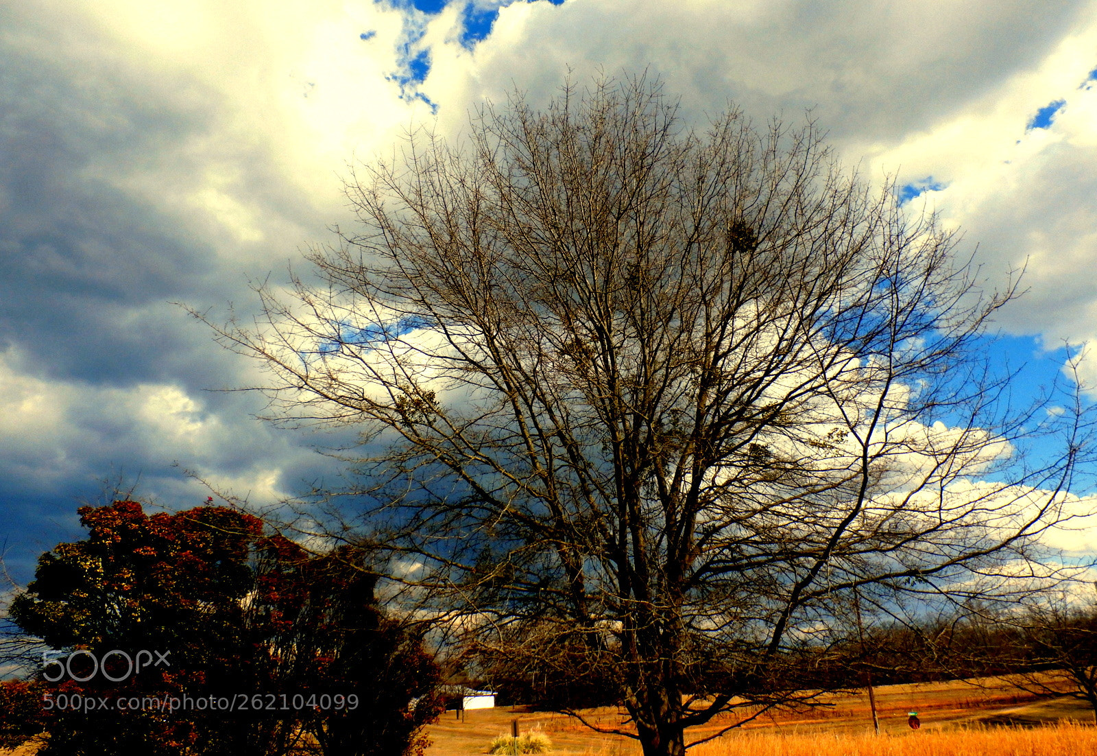 Olympus SZ-15,DZ-100 sample photo. Very old tree photography