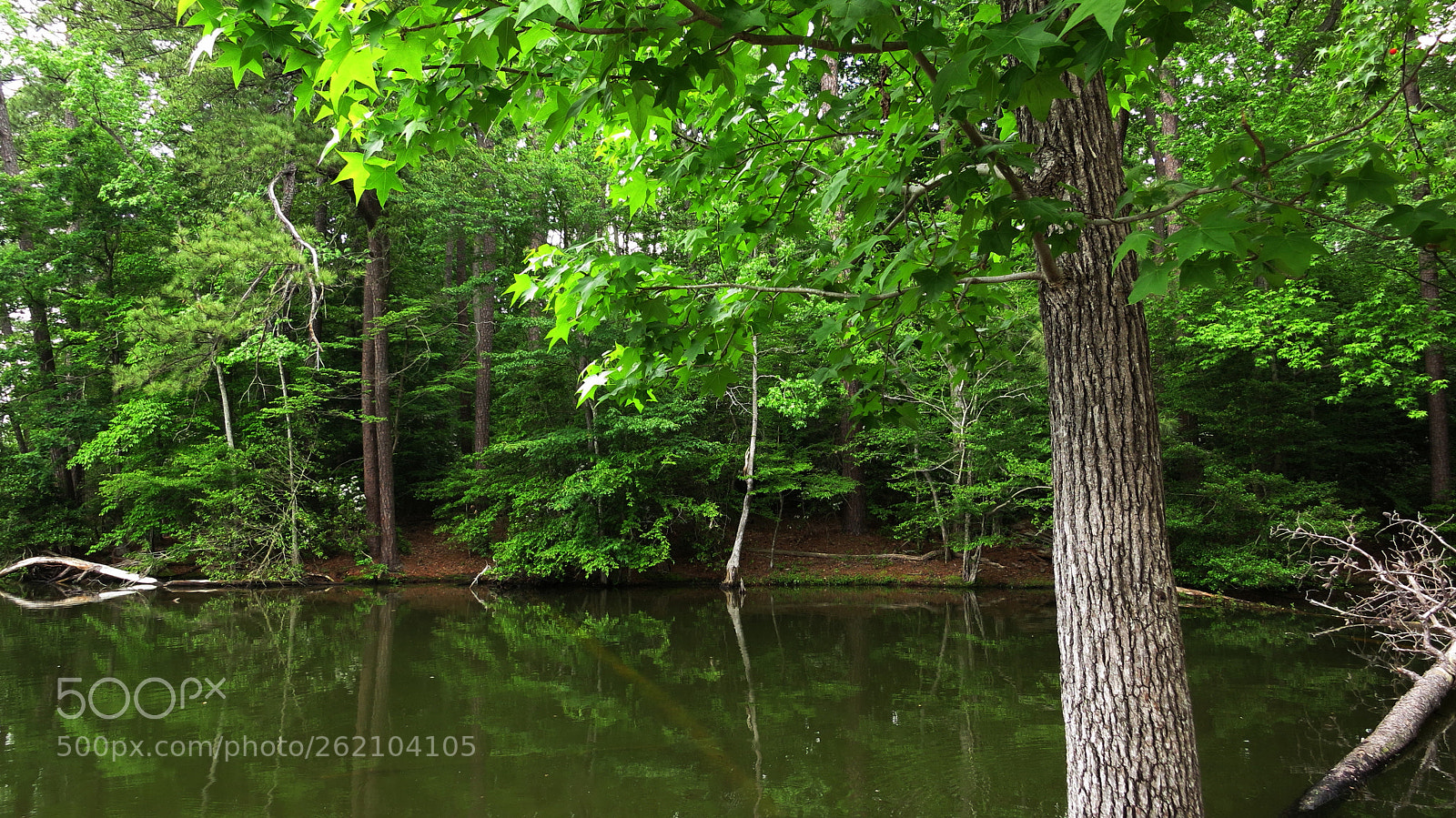 Canon PowerShot S100 sample photo. Forest reflection photography