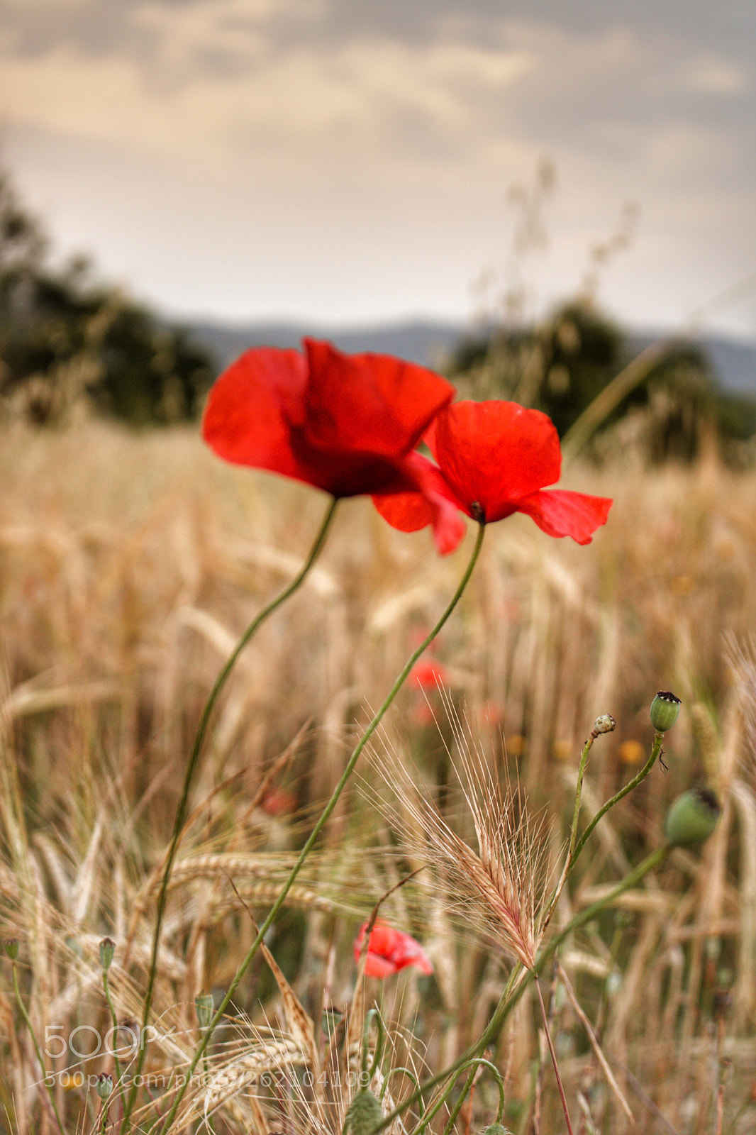 Canon EOS 750D (EOS Rebel T6i / EOS Kiss X8i) sample photo. Poppies photography