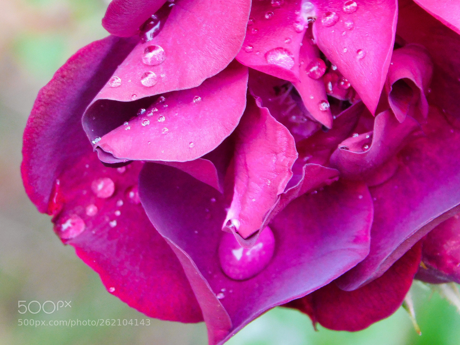 Nikon Coolpix B500 sample photo. Absolutley breathtaking rose with photography