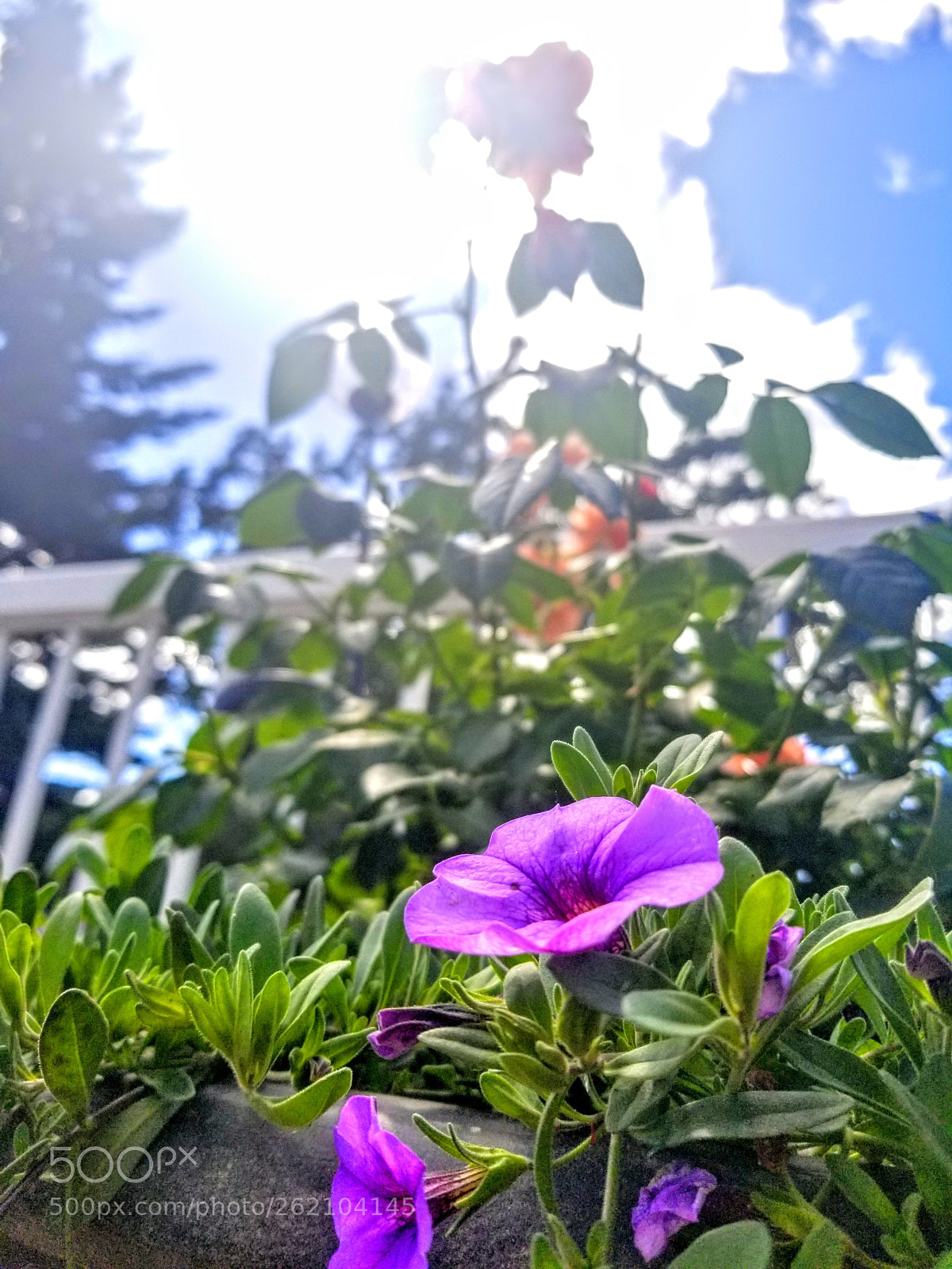 Samsung Galaxy S8 sample photo. Untitled photography