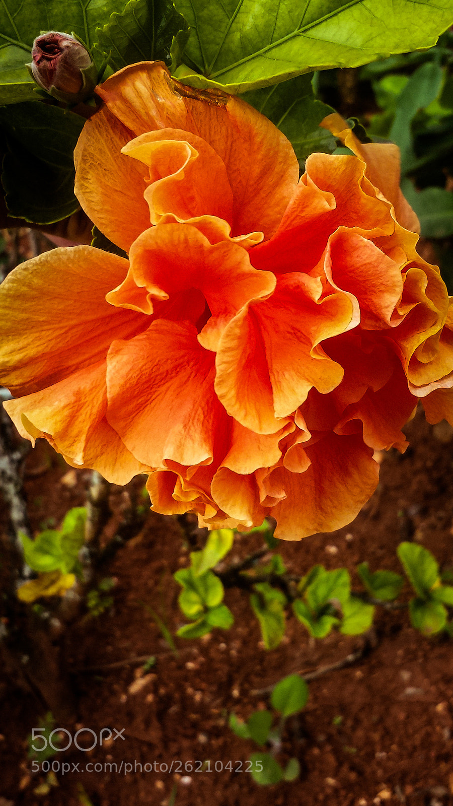Samsung Galaxy S4 sample photo. Untitled photography