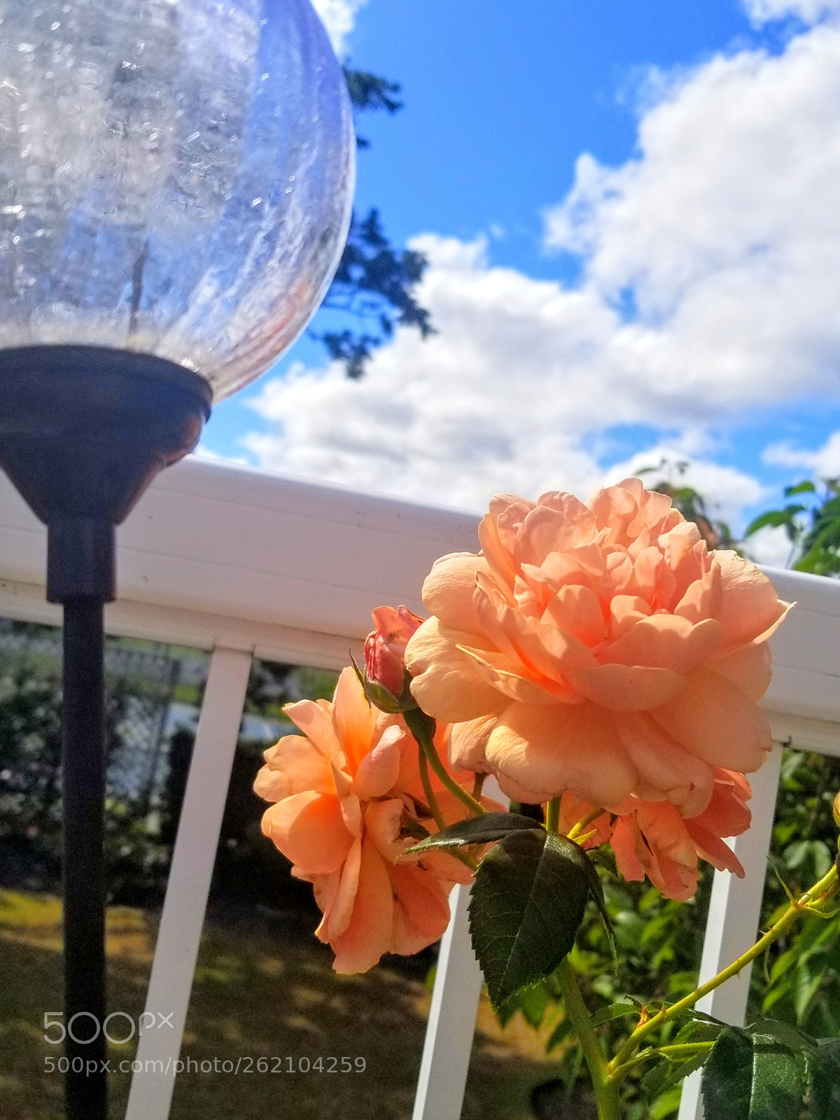 Samsung Galaxy S8 sample photo. Spring has sprung photography