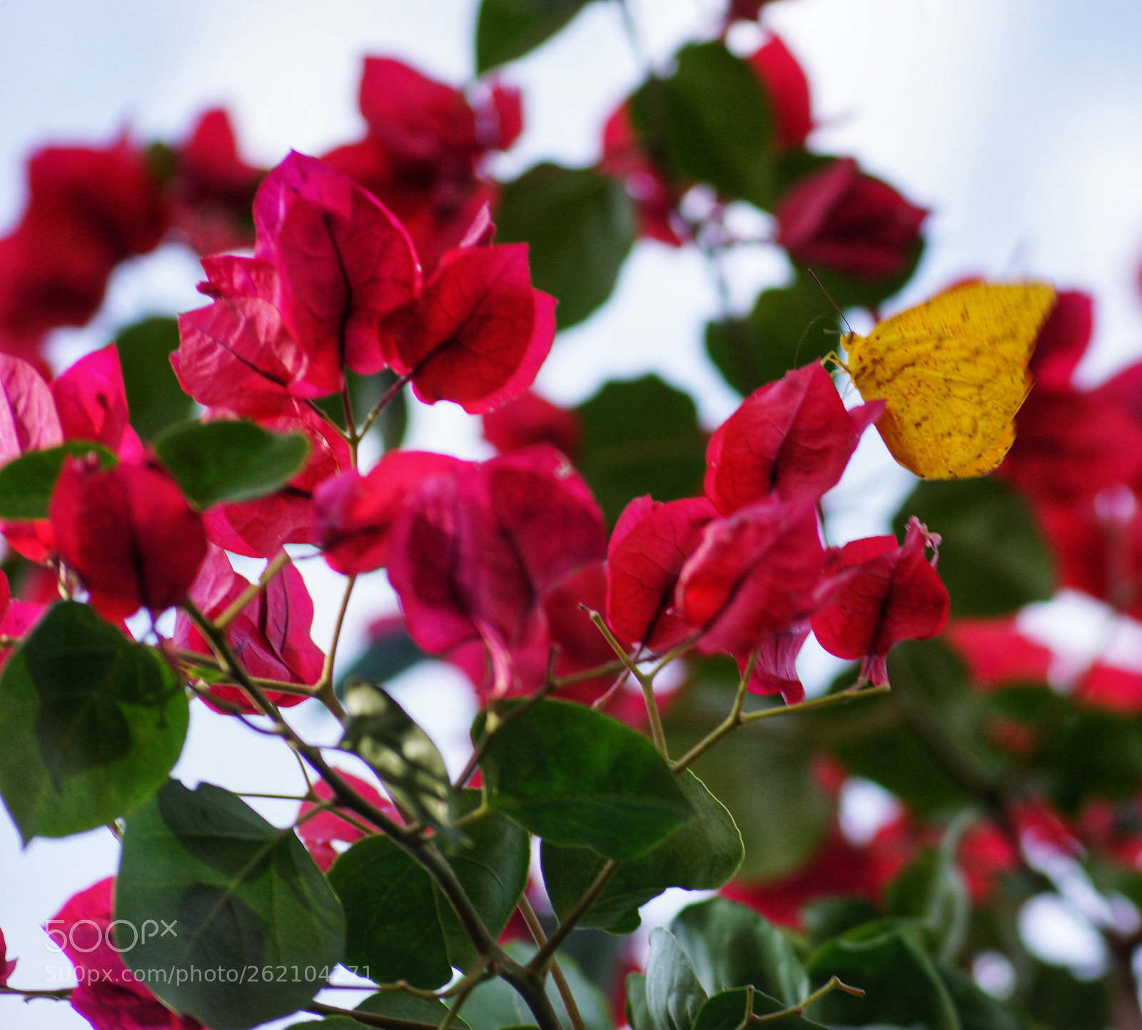 Sony SLT-A65 (SLT-A65V) sample photo. Beautiful nature photography
