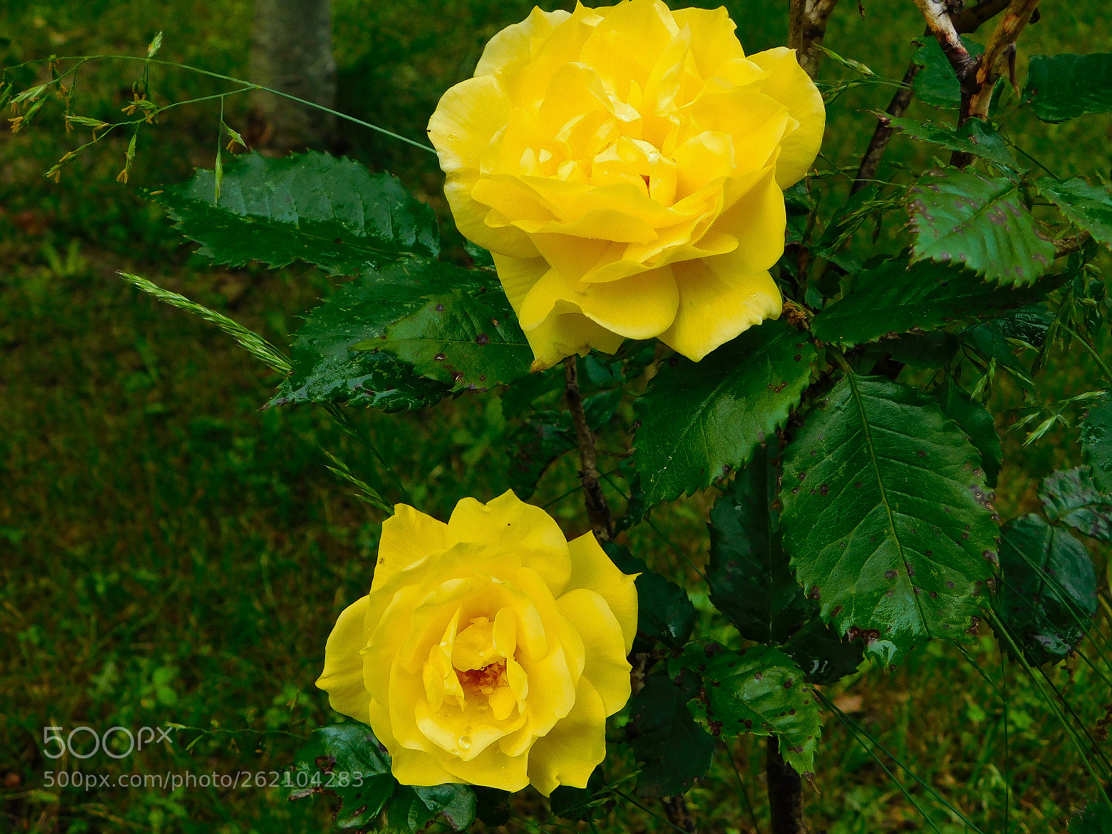 Nikon Coolpix B500 sample photo. Yellow roses photography