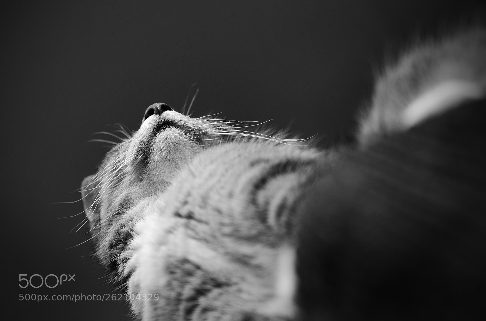Nikon D7000 sample photo. Lil noses photography