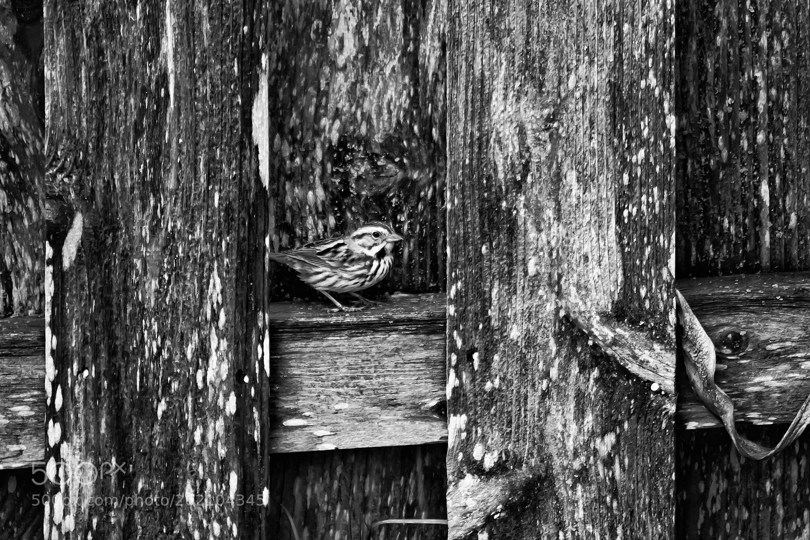 Canon EOS 50D sample photo. Song sparrow on a photography
