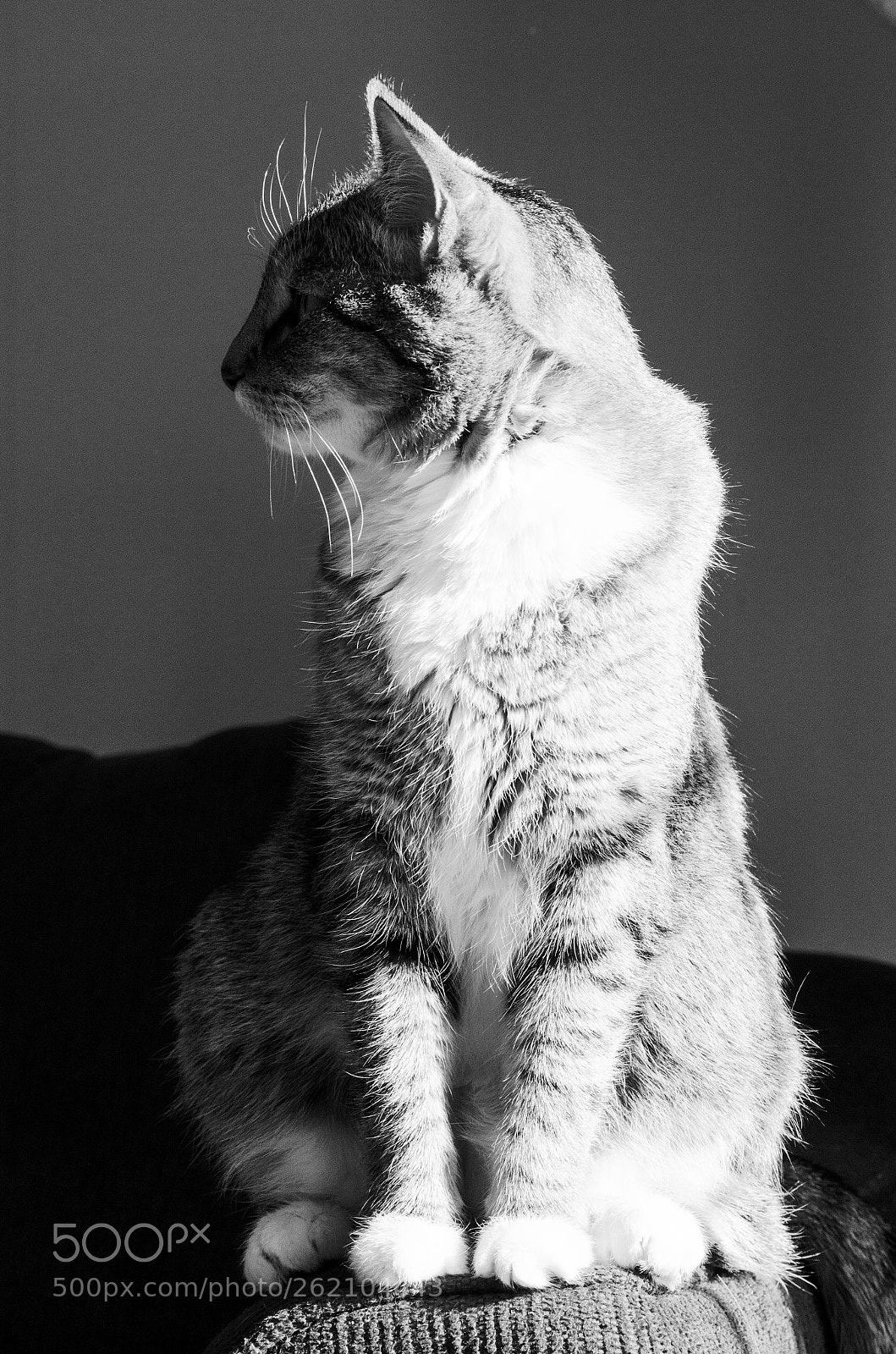 Nikon D7000 sample photo. Lola photography