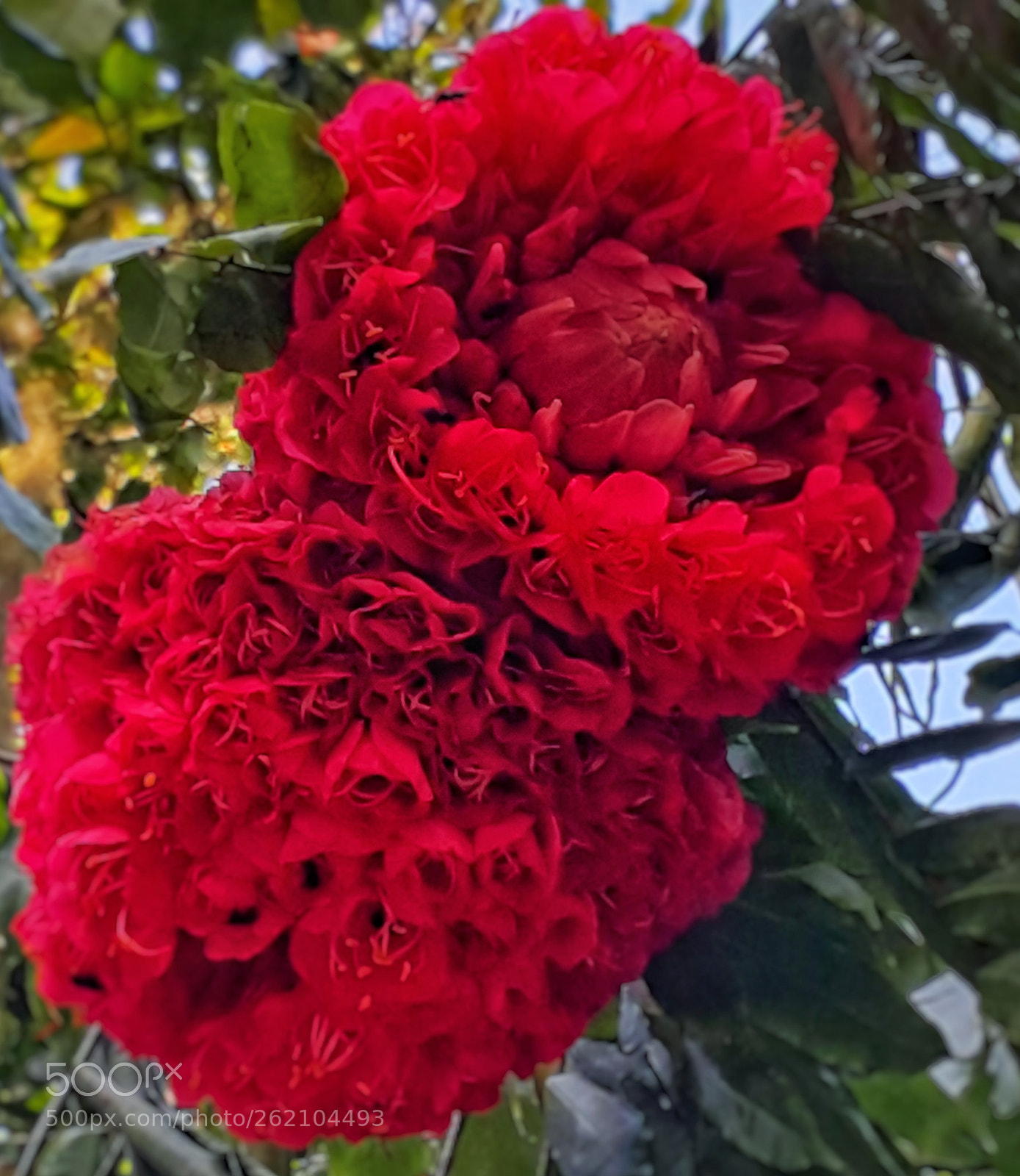 Samsung Galaxy Note4 sample photo. Rosa da montanha photography