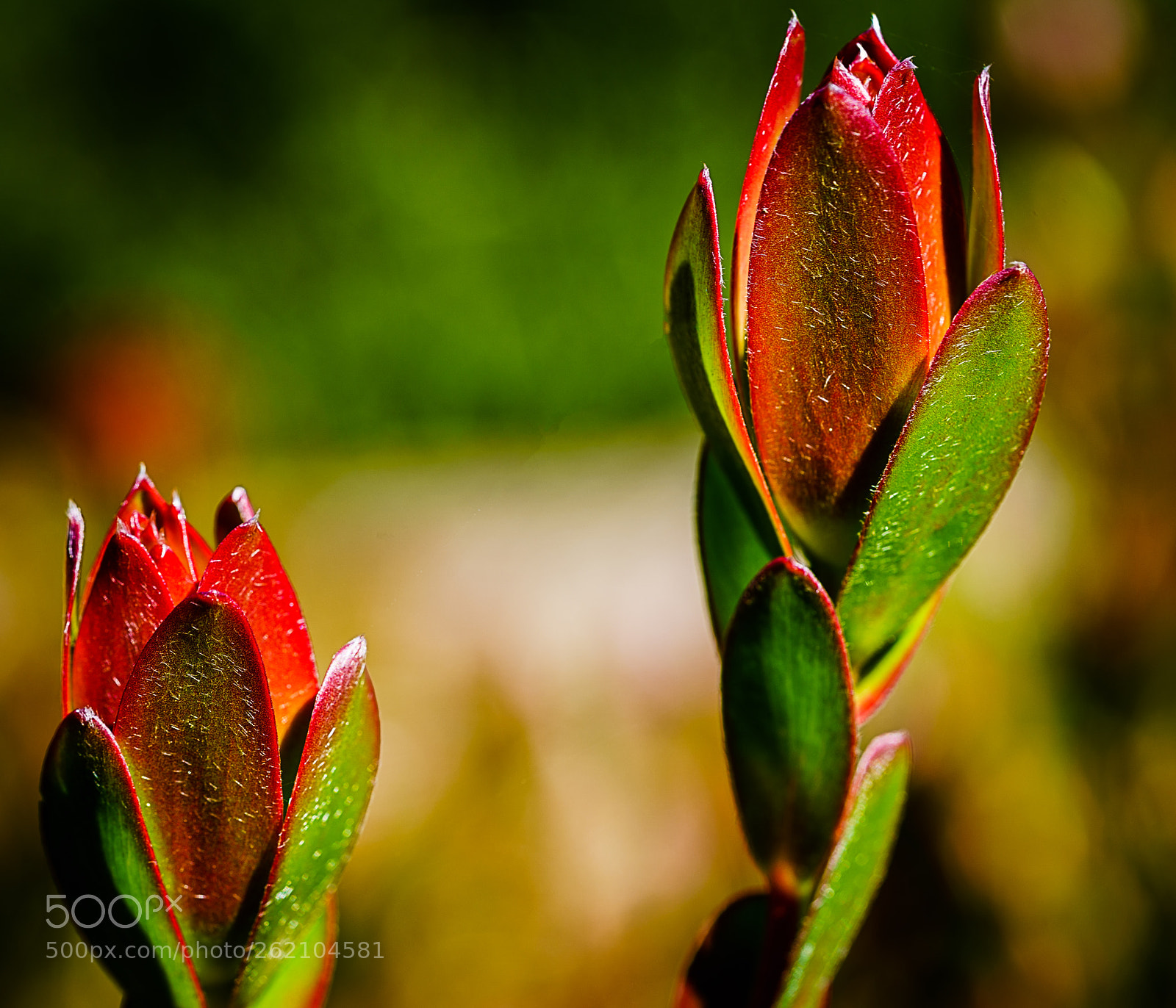 Sony a7R III sample photo. Leucadendron photography