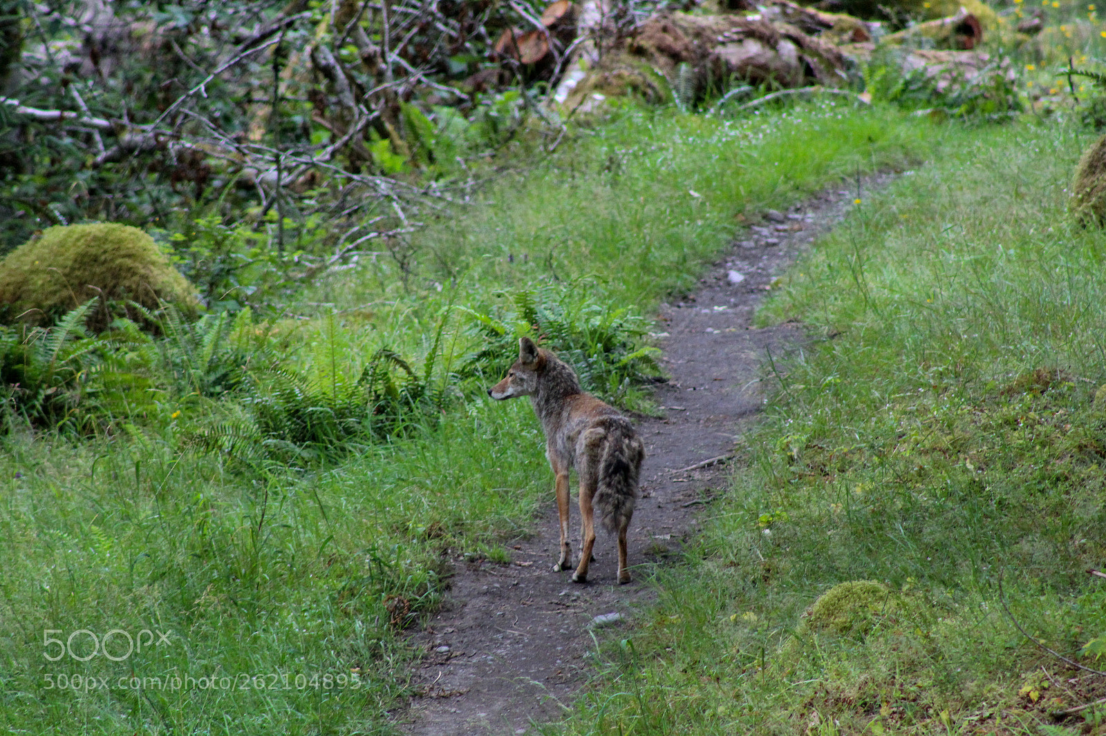 Canon EOS 1200D (EOS Rebel T5 / EOS Kiss X70 / EOS Hi) sample photo. Wildlife in the olympic photography
