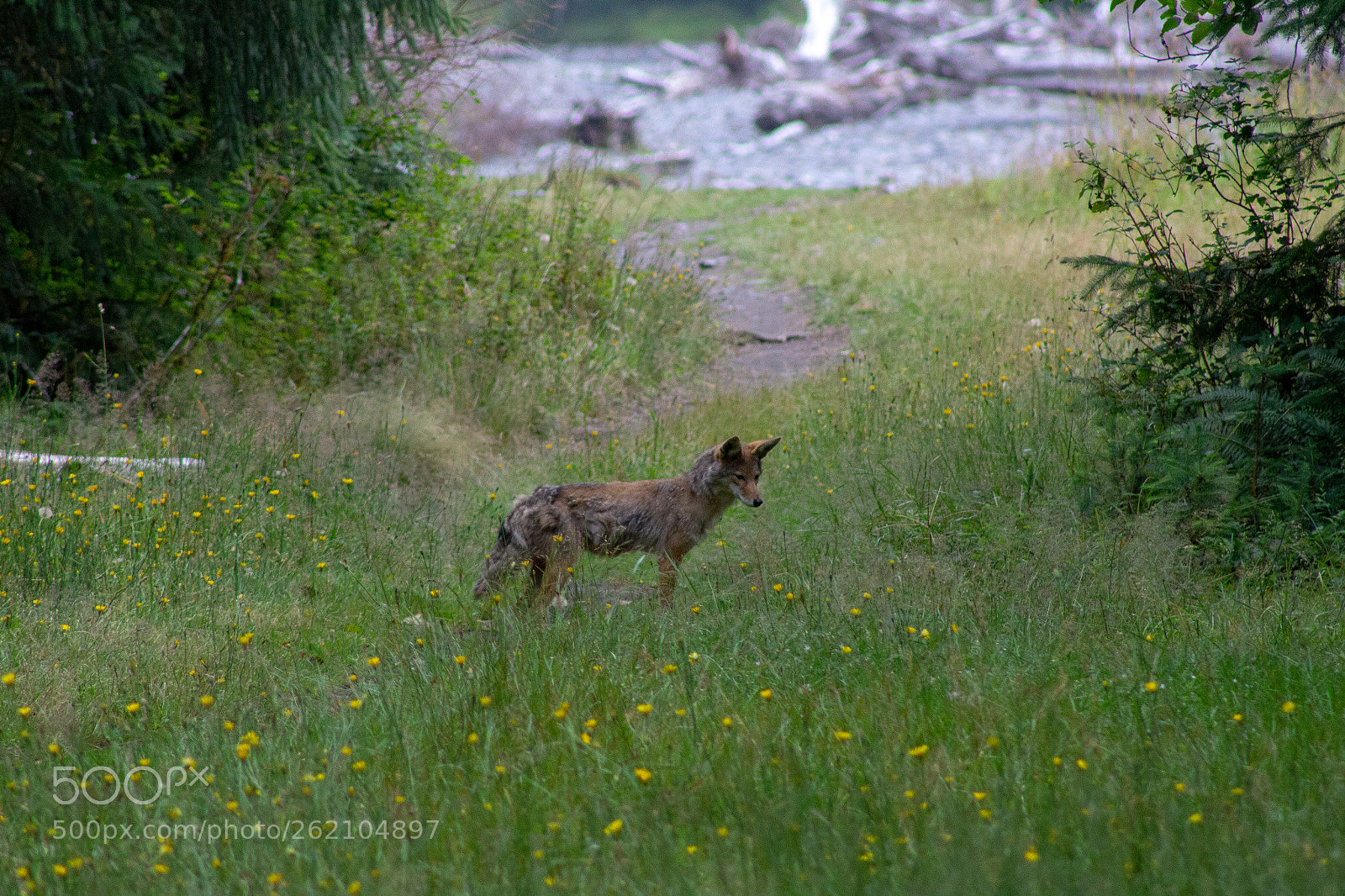 Canon EOS 1200D (EOS Rebel T5 / EOS Kiss X70 / EOS Hi) sample photo. Wildlife in the olympic photography