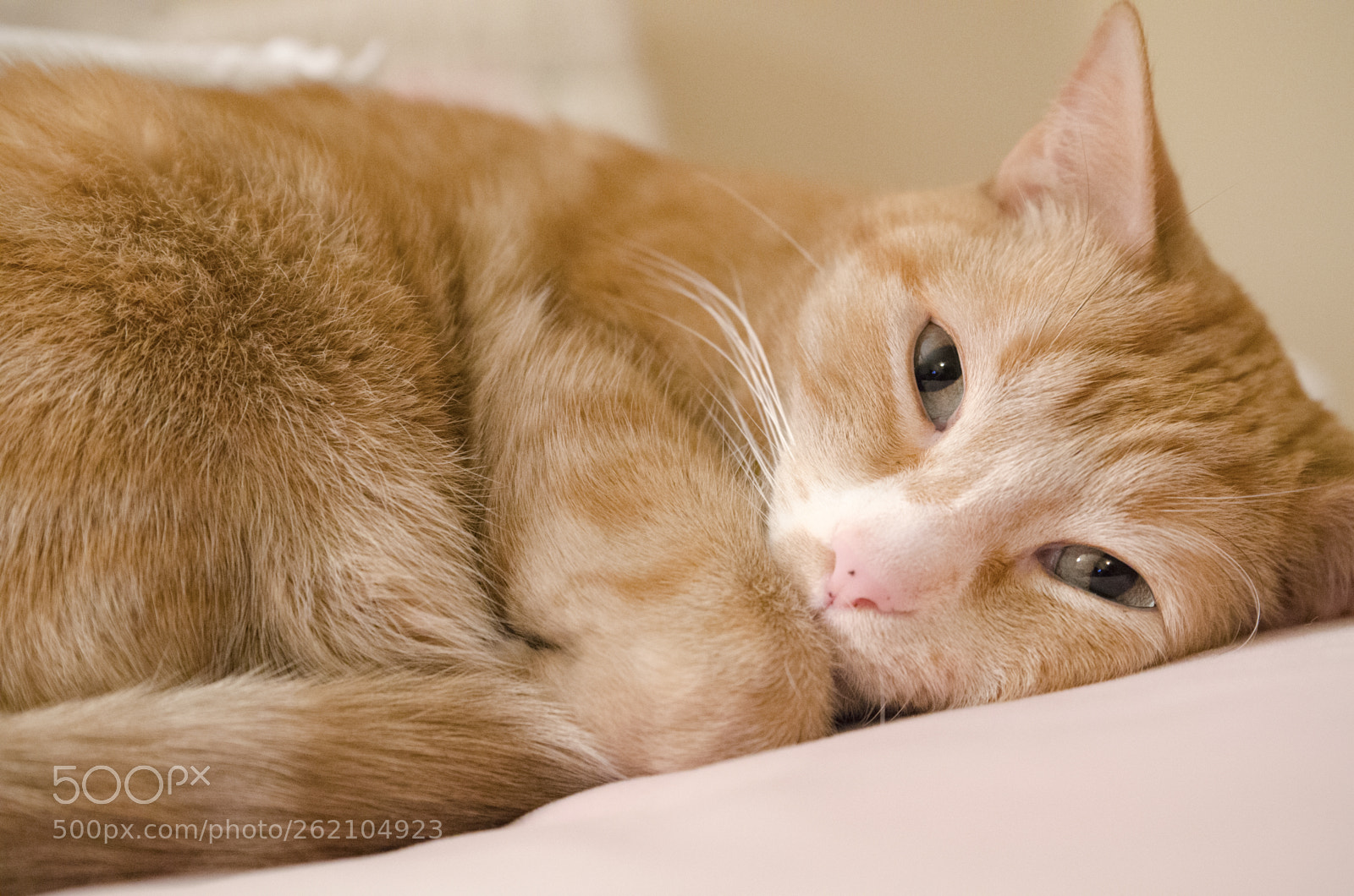 Nikon D7000 sample photo. Marley photography