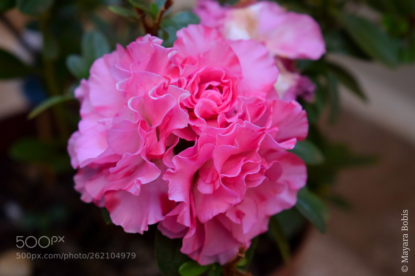 Nikon D3300 sample photo. Untitled photography