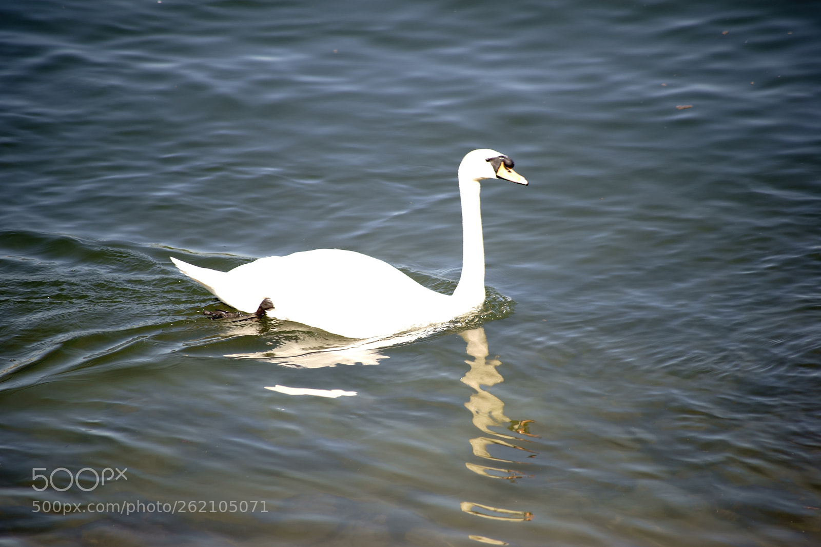 Sony a7 II sample photo. Swan is reflected in photography