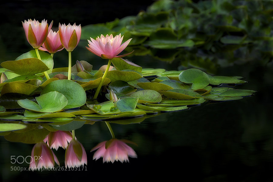 Canon EOS-1Ds Mark II sample photo. Water lily - colorado photography