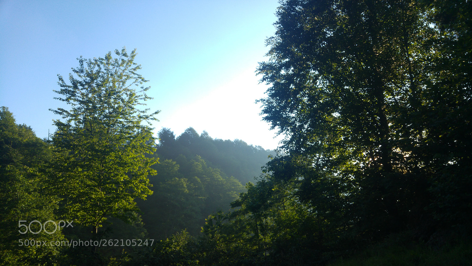 LG H815TR sample photo. In forest photography