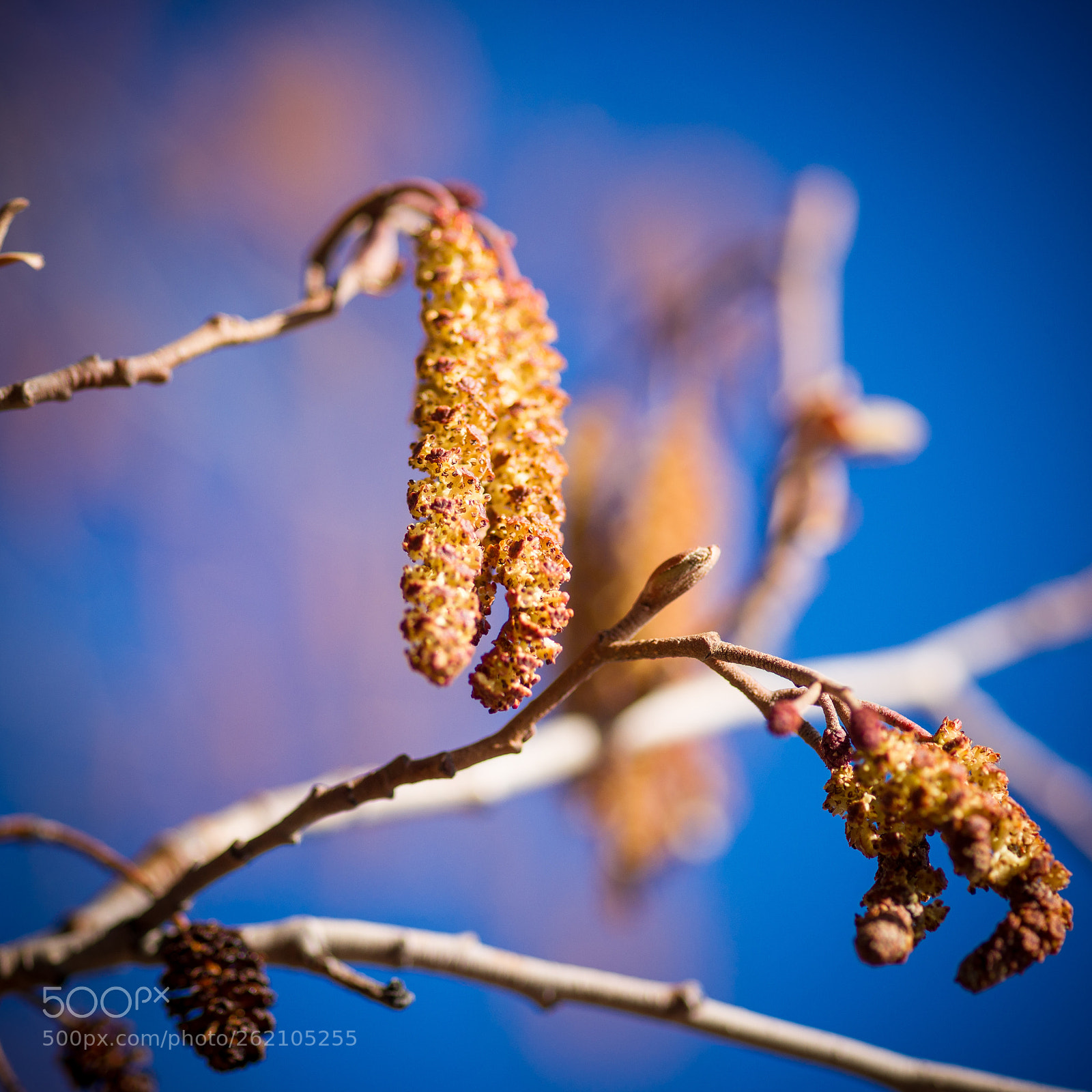 Sony Alpha DSLR-A850 sample photo. .. photography