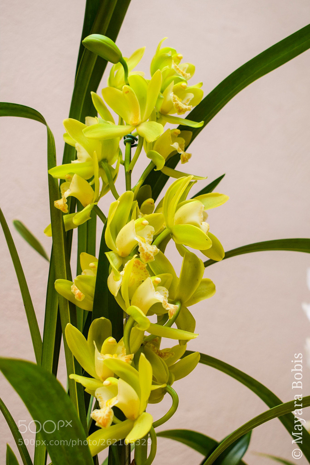 Nikon D3300 sample photo. Cymbidium orchid photography