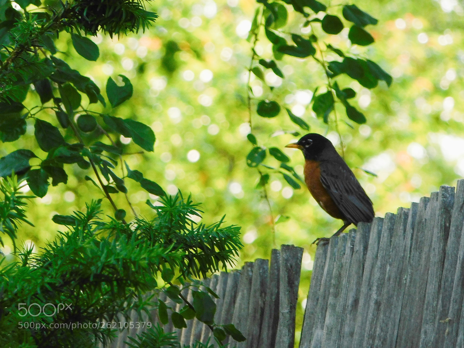 Nikon Coolpix B500 sample photo. Robin perched on fence photography