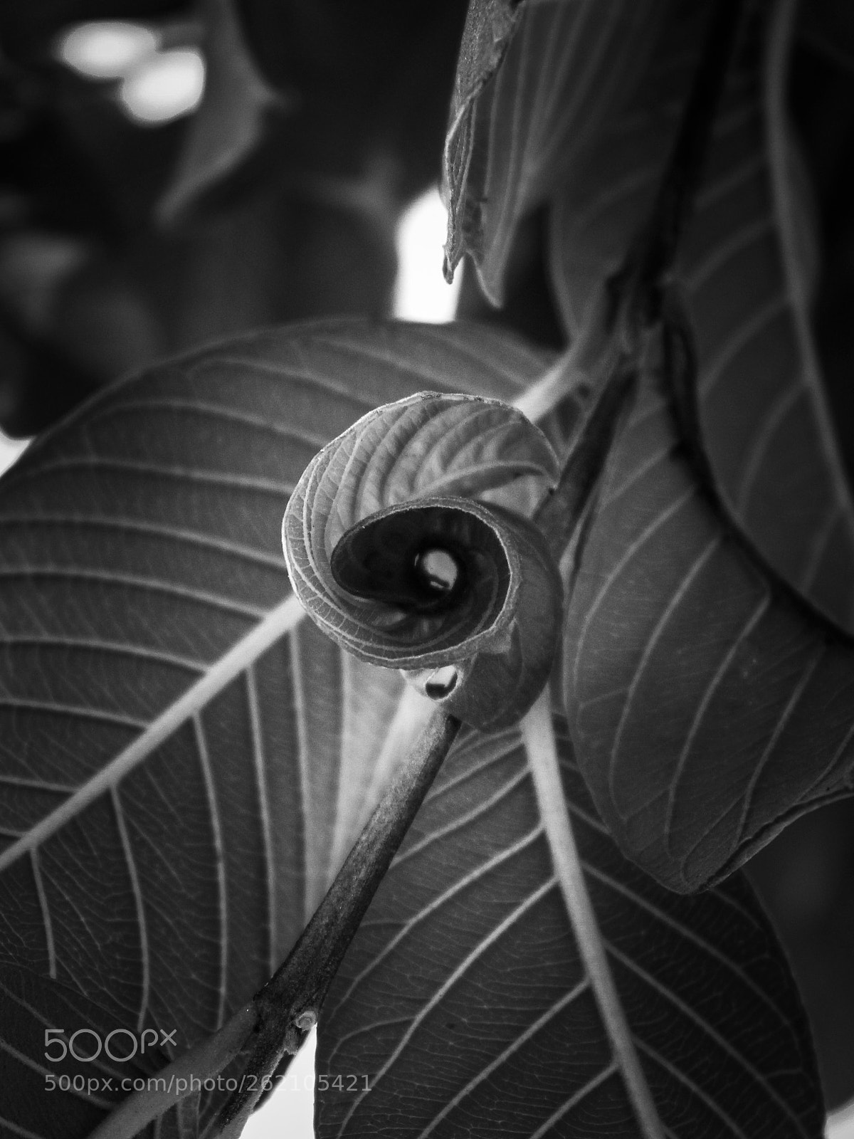 Canon EOS 600D (Rebel EOS T3i / EOS Kiss X5) sample photo. Natural proportion photography