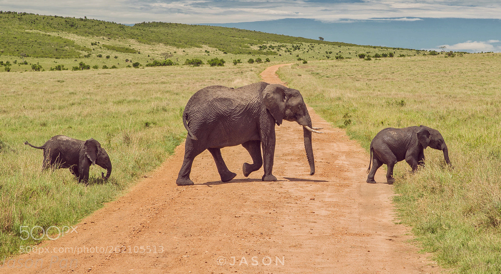 Nikon D600 sample photo. Elephant family  photography