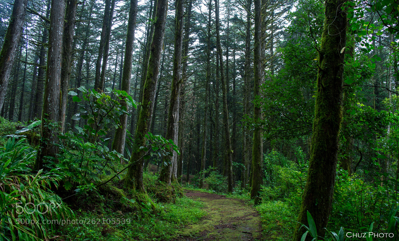 Nikon D3200 sample photo. Caminando por el bosque photography