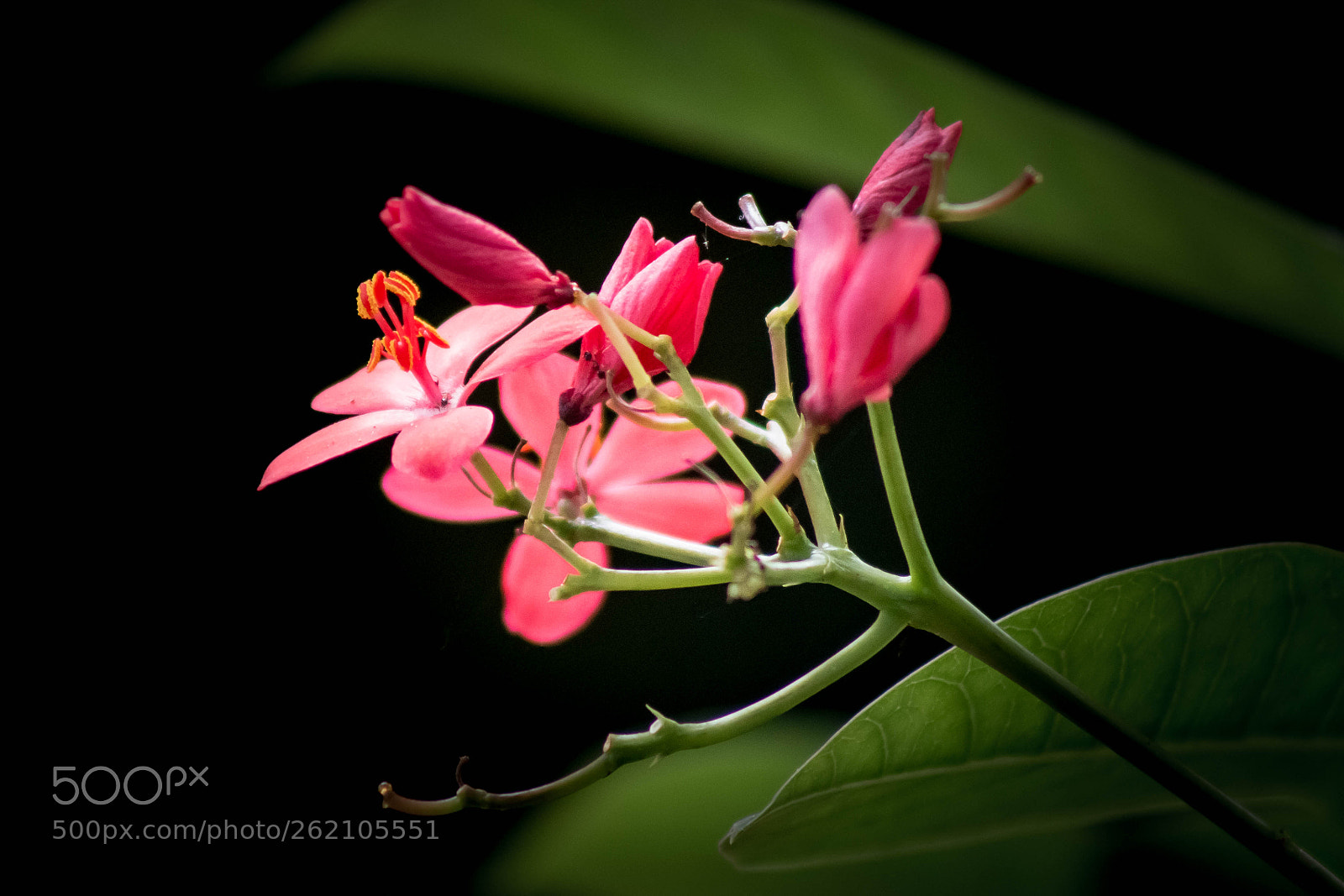 Canon EOS 70D sample photo. Backyard beauty photography
