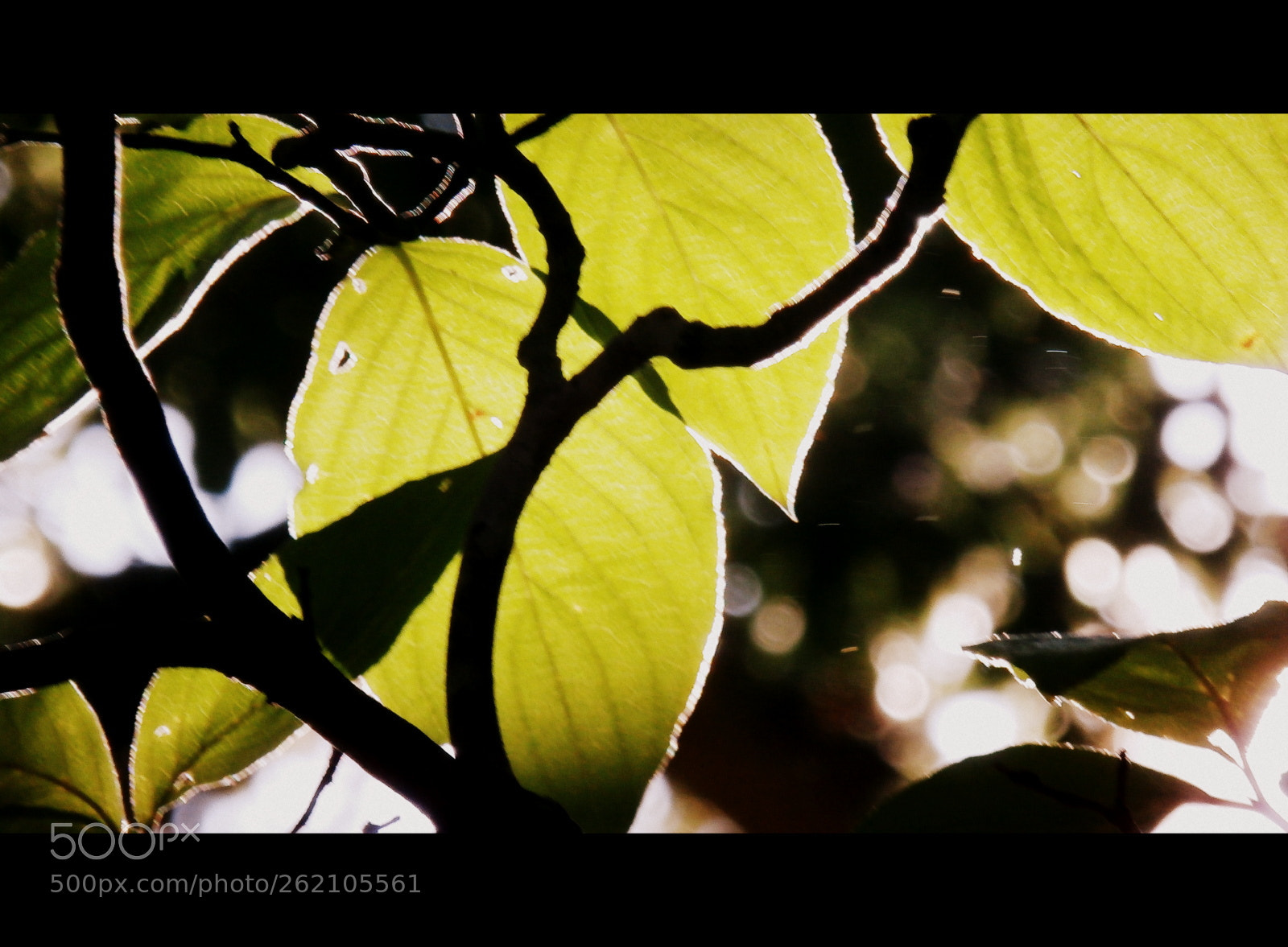 Olympus SZ-15,DZ-100 sample photo. Bokeh photography