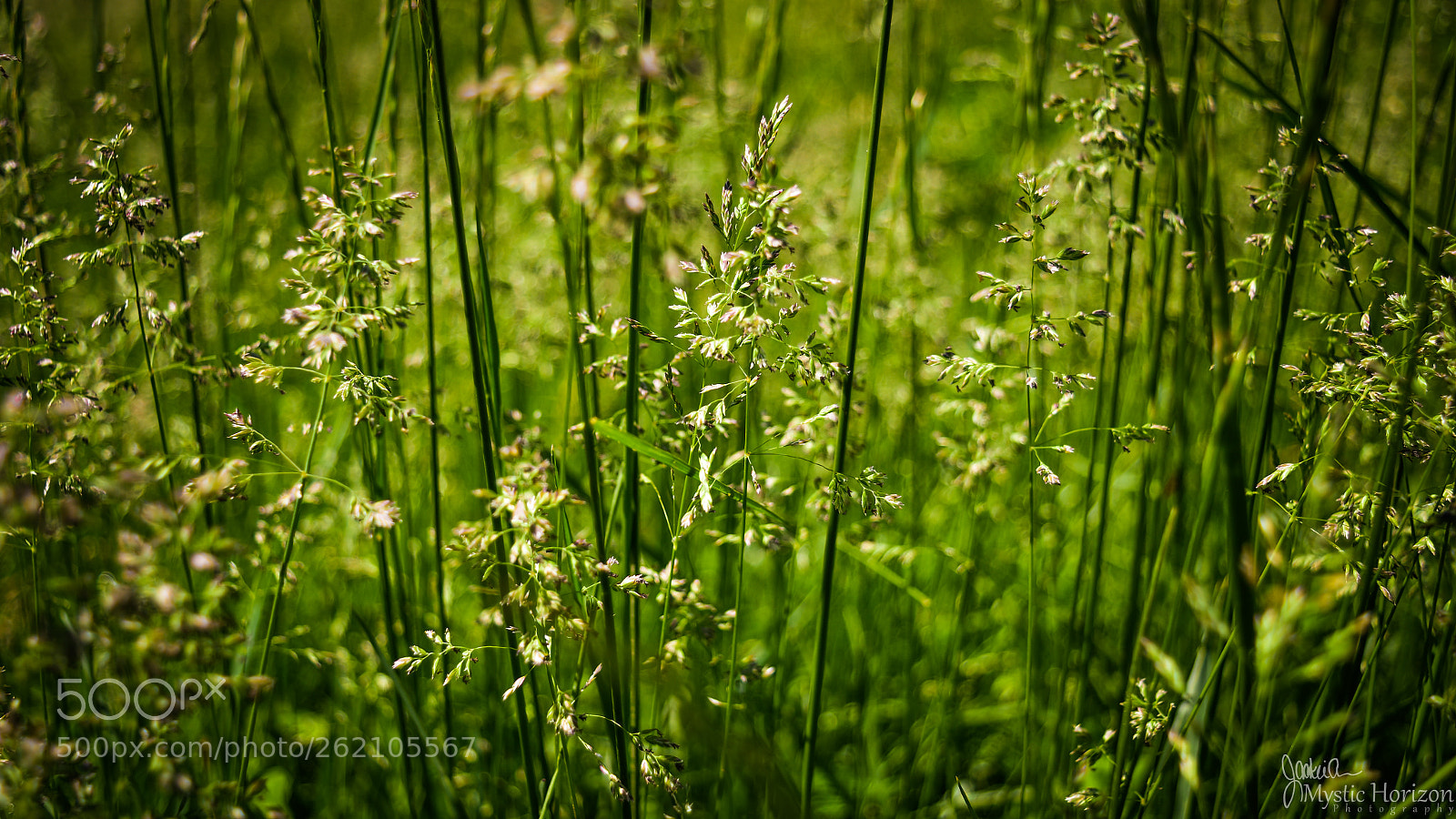 Nikon D5500 sample photo. Emerald song photography