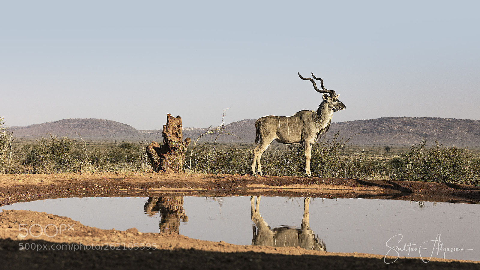 Canon EOS 5DS R sample photo. Kudu by the water photography