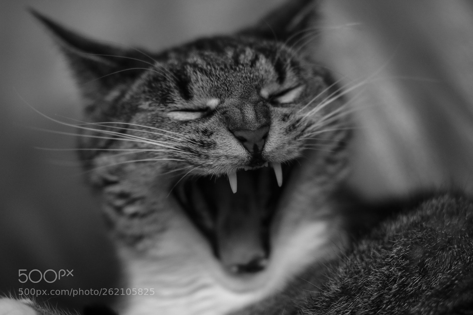 Canon EOS 750D (EOS Rebel T6i / EOS Kiss X8i) sample photo. Big yawn photography