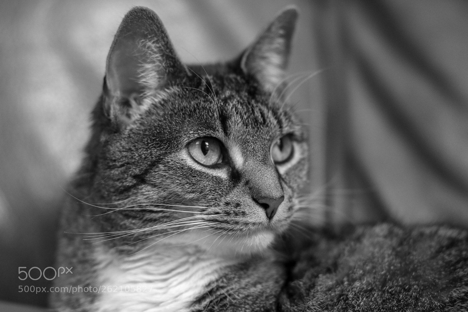 Canon EOS 750D (EOS Rebel T6i / EOS Kiss X8i) sample photo. Profile photography