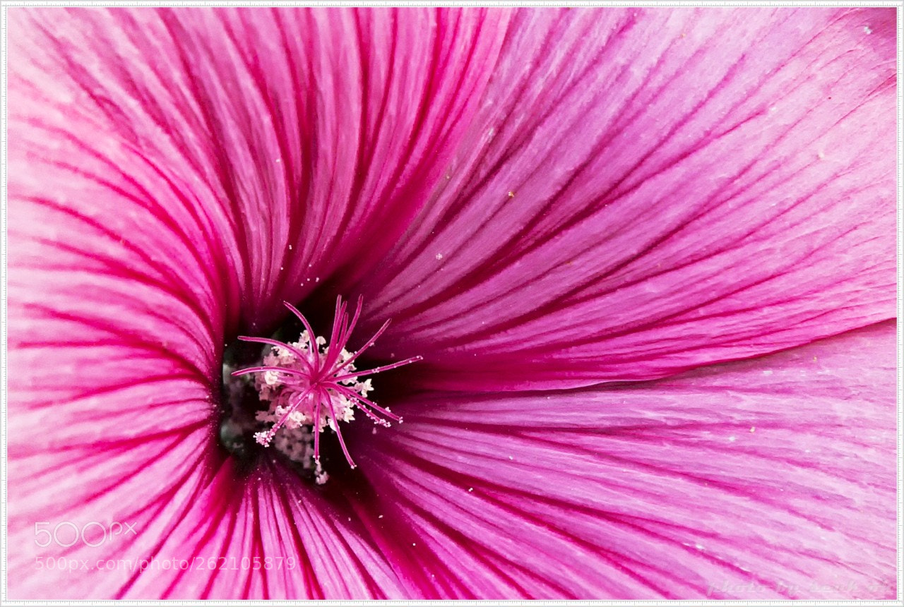 Canon EOS 6D Mark II sample photo. Hollyhock photography