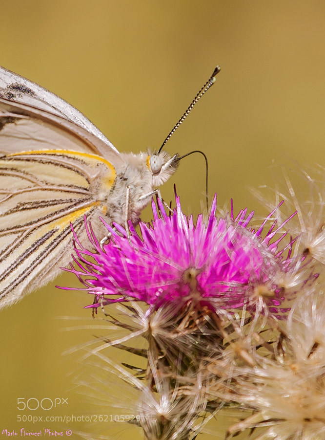 Canon EOS 40D sample photo. Close up of butterfly photography